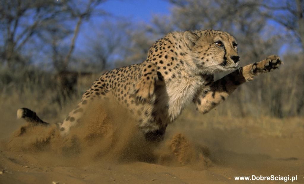 Gepard / cheetah